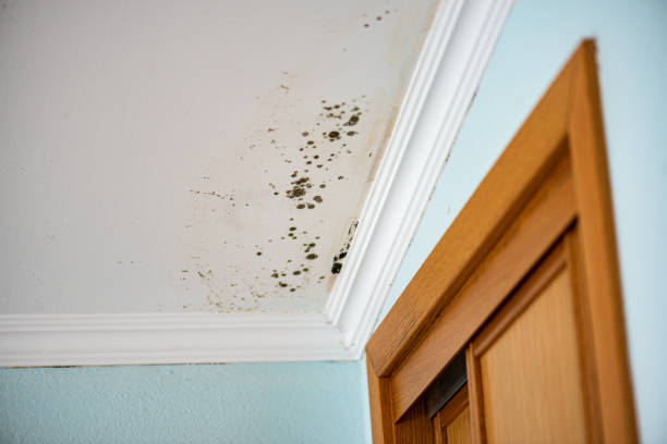 Best Mold Damage Restoration  in Cattaraugus, NY